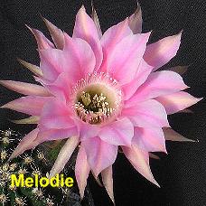 EP-H. Melodie.4.1.jpg 